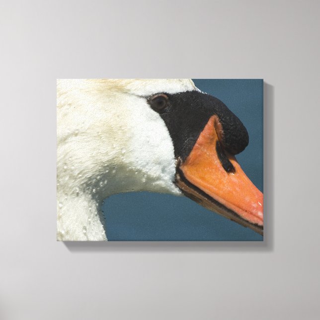 Mute Swan - A Fine Art Print (Front)