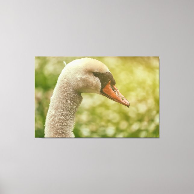 Mute Swan Canvas Print (Front)