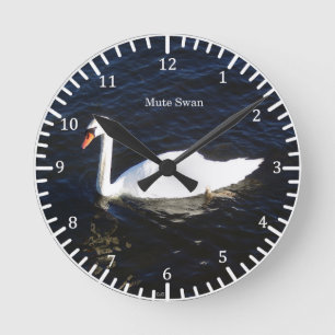 Mute Swan clock