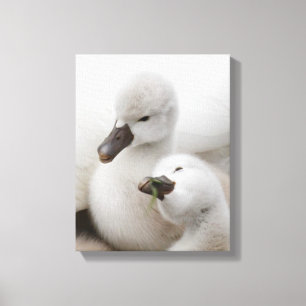 Mute Swan Cygnets Canvas Print