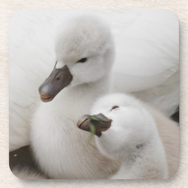 Mute Swan Cygnets Coaster (Front)