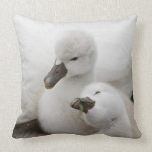 Mute Swan Cygnets Cushion