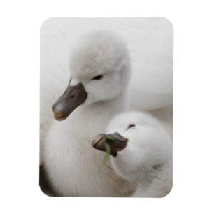 Mute Swan Cygnets Magnet