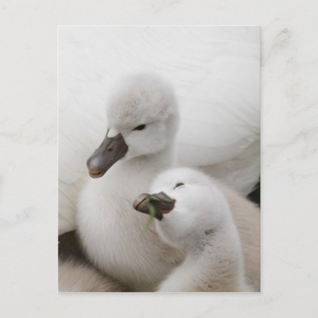 Mute Swan Cygnets Postcard (Front)