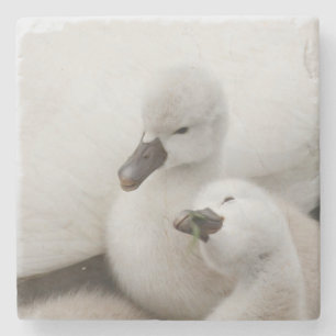 Mute Swan Cygnets Stone Coaster