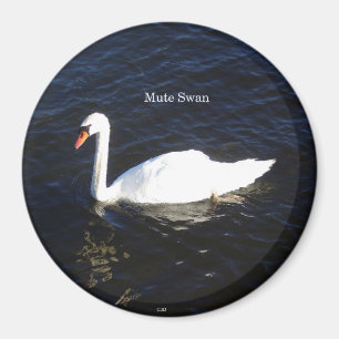 Mute Swan magnet