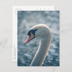 Mute Swan Nature Photo Postcard