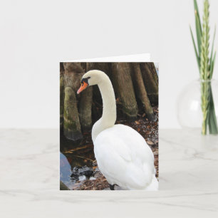 Mute Swan Photo Folded Note Card