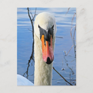 Mute Swan Postcard