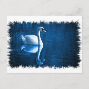 Mute Swan Postcard