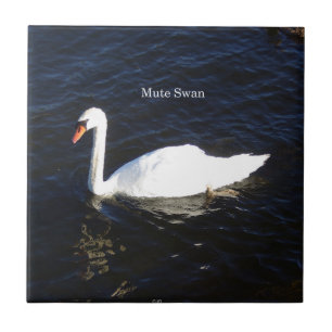 Mute Swan tile