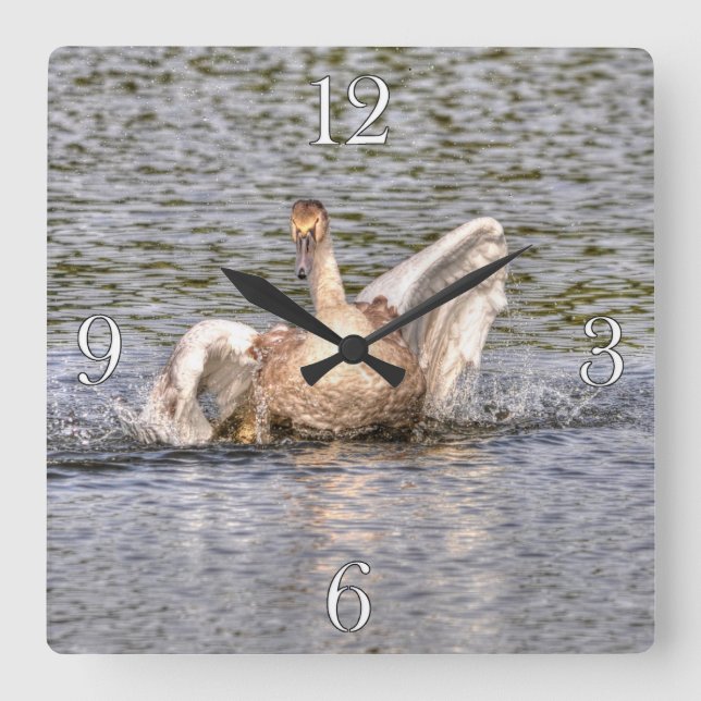 Mute Swan Wildlife Waterfowl Photo Square Wall Clock (Front)