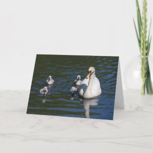 Mute Swan with Cygnets Greeting Card