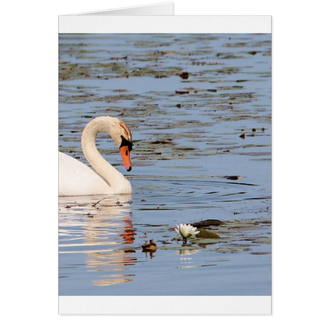 Mute Swan with lilly pad (Front)