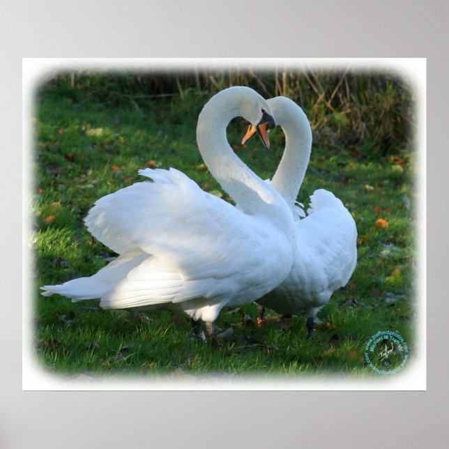 Mute Swans 9Y098D-012 Poster (Front)