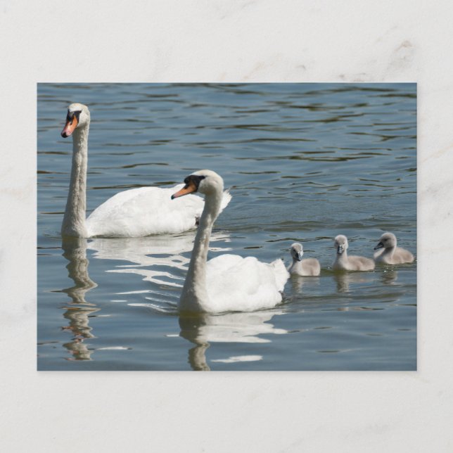 Mute Swans And Ducklings Postcard (Front)