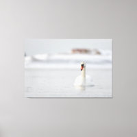 Mute swans swimming in ice water
