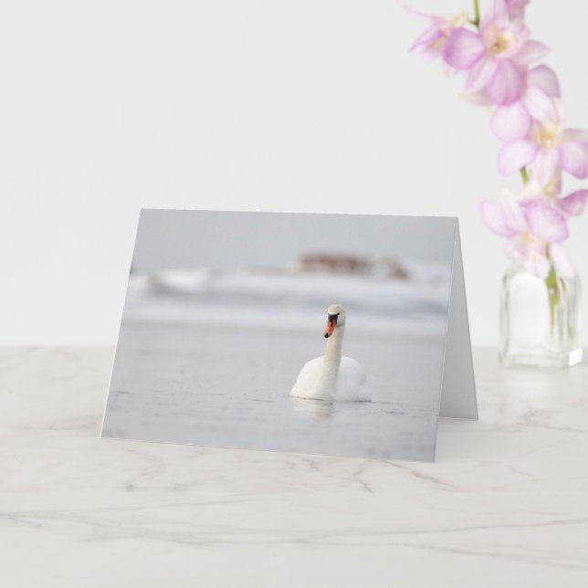 Mute swans swimming in ice water greetings card (Orchid)