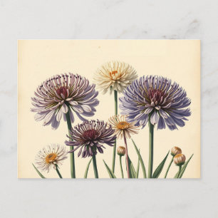 Muted Allium Flowers on Aged Paper Postcard