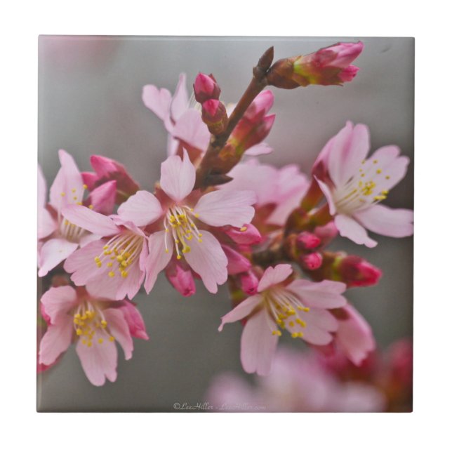 Muted Pink Japanese Cherry Blossoms Tile (Front)