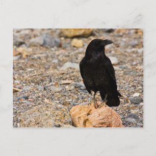 Mutual Curiosity Postcard