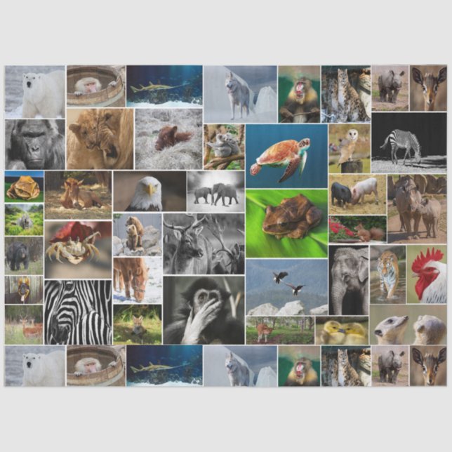 "My Animal Kingdom" Wild Animal Tissue Paper (Front)