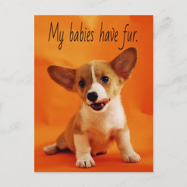 My babies have fur dog, cute puppies, puppy postcard (Front)