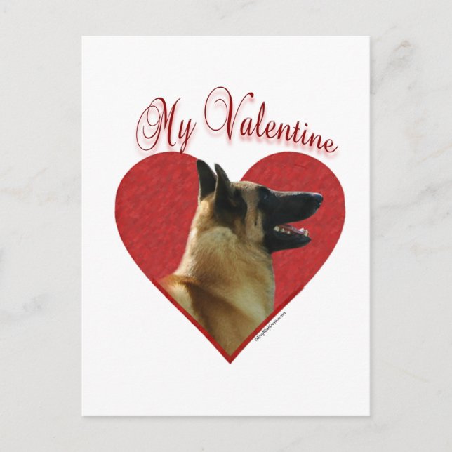 My Belgian Malinois Valentine Holiday Postcard (Front)