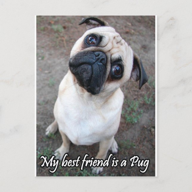 My Best Friend is a Pug Postcard (Front)