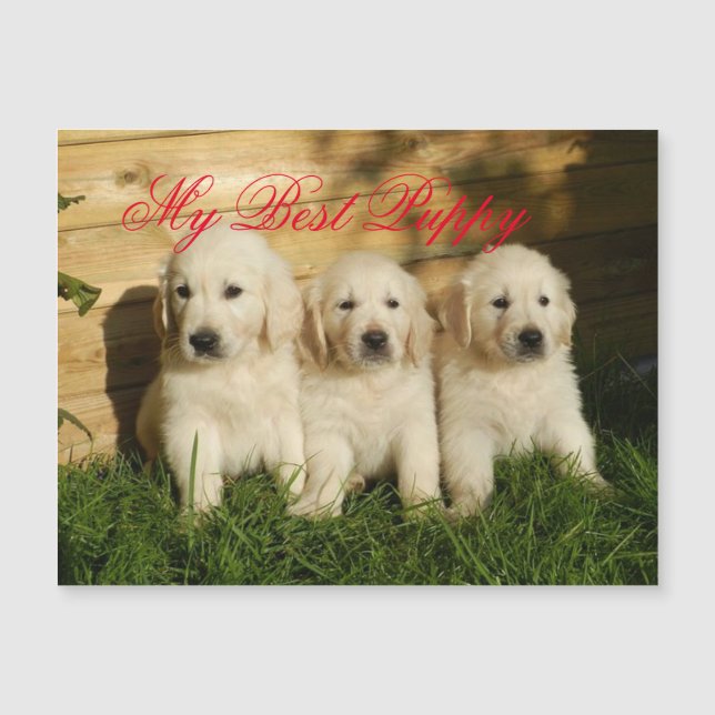 My Best puppy (Front)