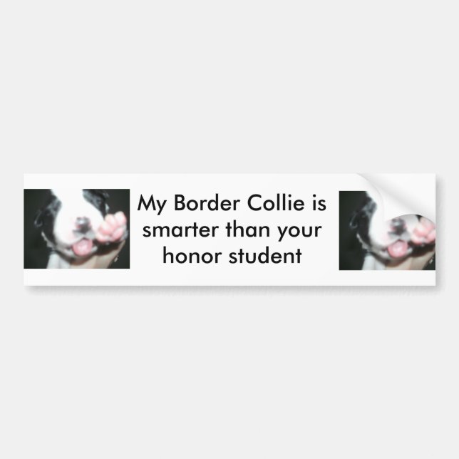 My border collie is smarter than your honour bumper sticker (Front)