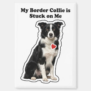 My Border Collie Is Stuck On Me Dog Lover Magnet
