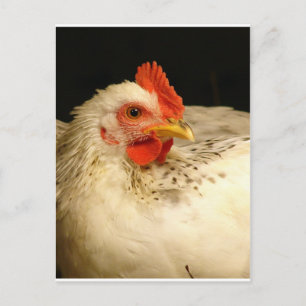 My Boy Postcard