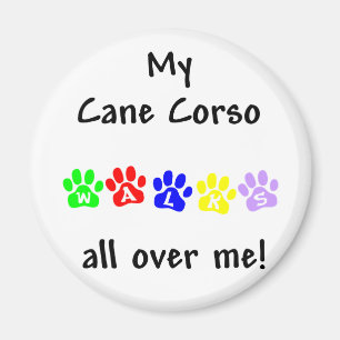 My Cane Corso Walks All over Me Magnet