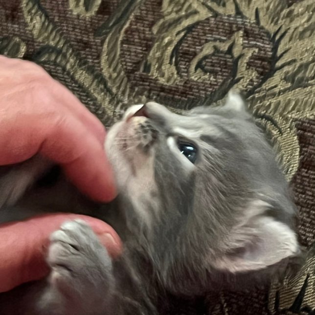 My Cat Is Better Behaved, Cat Coffee Mug (Creator Uploaded)