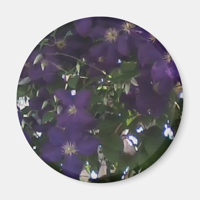 My Cell Phone Photo of Mum's Clematis Magnet (Front)