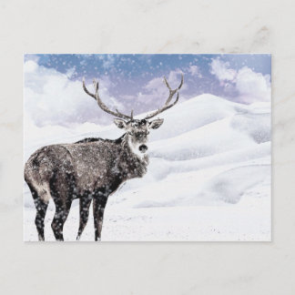 My Christmas Winter Stag! Holiday Postcard