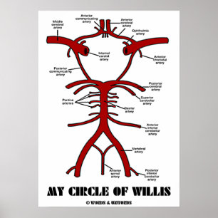 My Circle Of Willis (Anatomical Arteries) Poster