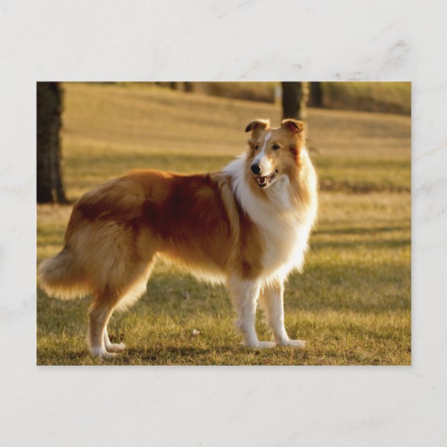 My Collie Postcard (Front)