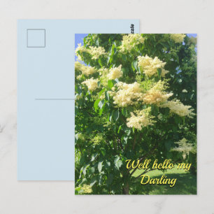 My Darling Postcard