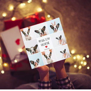 My Dog Is My Valentine   Two Dog Photos 