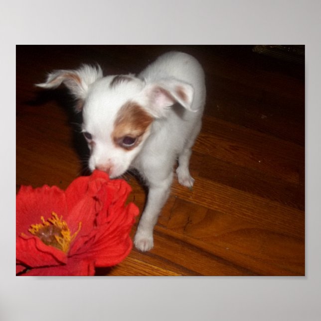 My Dog Poster (Front)