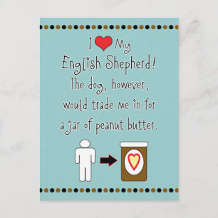 My English Shepherd Loves Peanut Butter Postcard