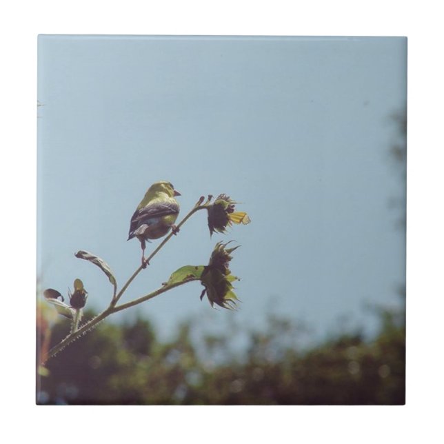 My fave little visitors.  #bird #nature #wildlife tile (Front)