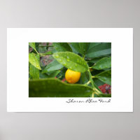 My First Kumquat by SRF