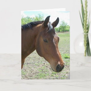 My Friend, The Horse Card