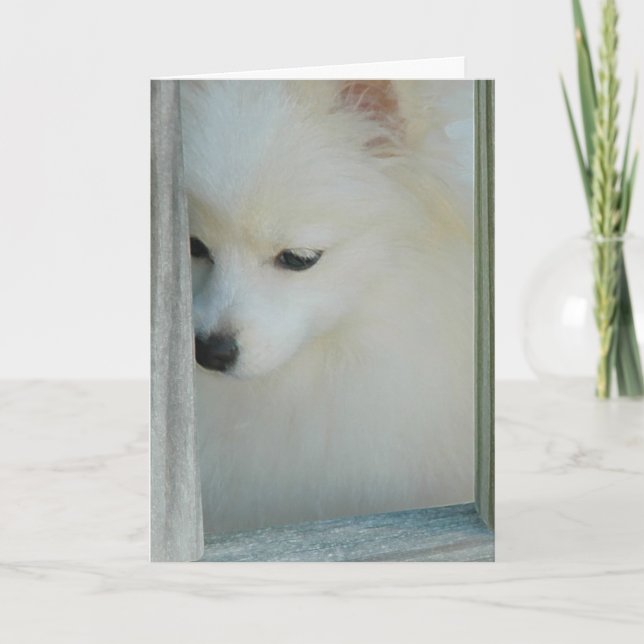 My Girl Pomeranian Greeting Card (Front)
