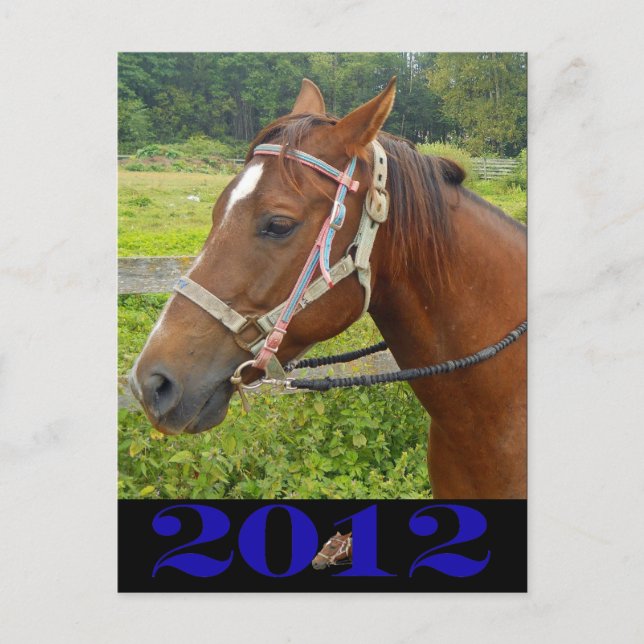 My Horse Postcard (Front)