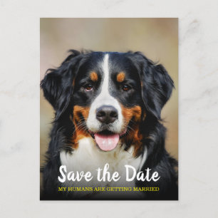 My Humans Are Getting Married   Dog Save the Date  Postcard