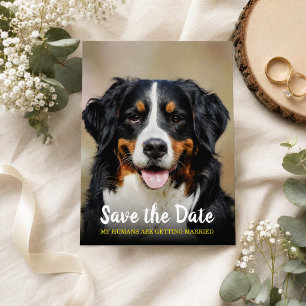 My Humans Are Getting Married Dog Save the Date Postcard